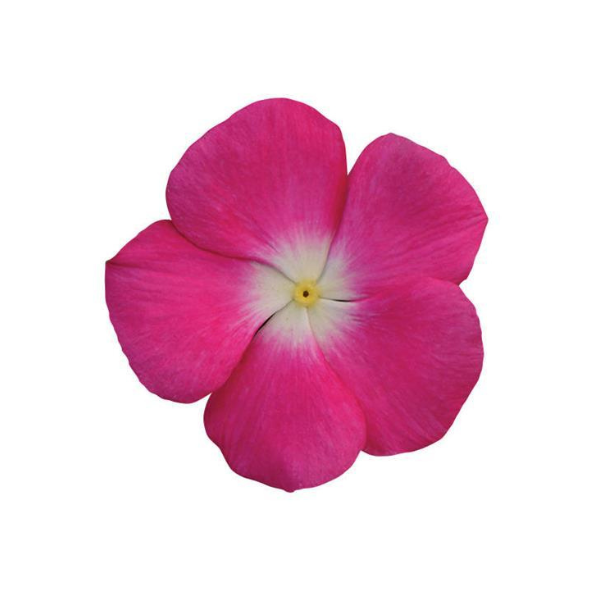 Vinca catharanthus roseus 'Titan Rose Halo'