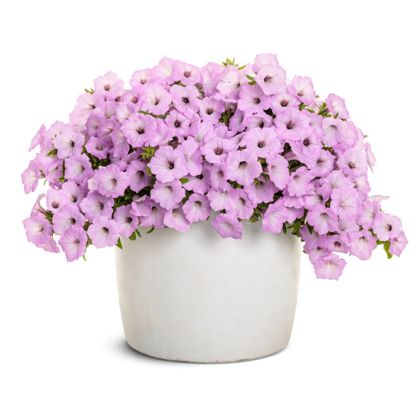 Petunia hybrida 'Supertunia Vista Cool Jazz'
