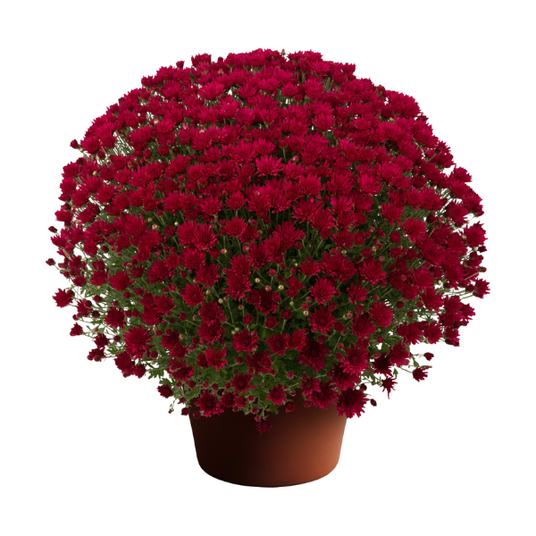 Mum chrysanthemum x morifolium 'Sandra Purple'