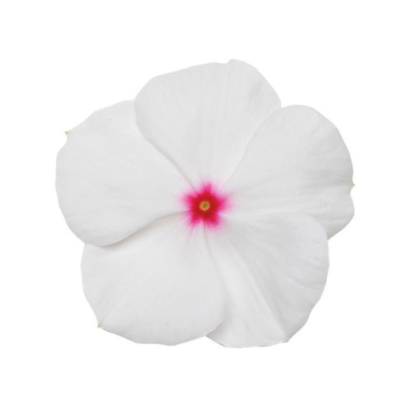 Vinca catharanthus roseus 'Titan Polka Dot'