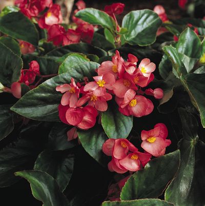 Begonia hybrida 'Dragon Wing Pink'