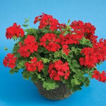 Geranium Interspecific pelargonium interspecific 'Caliente Deep Red'