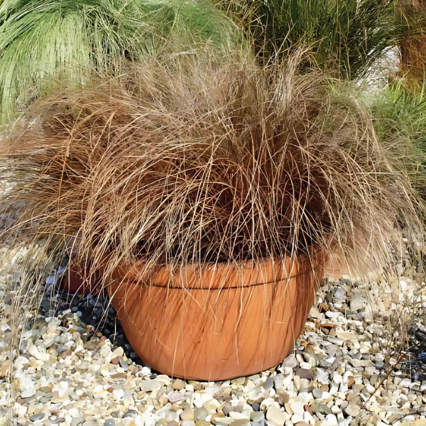 Ornamental Grass comans 'Carex-Bronco'