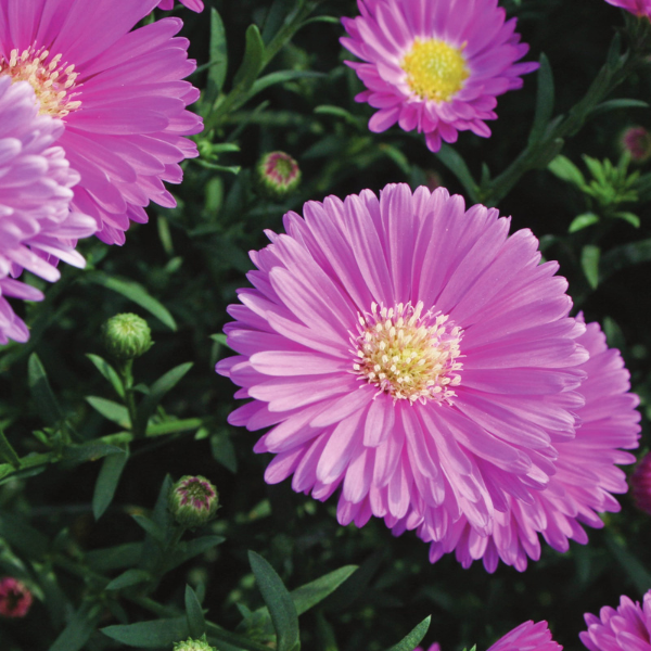 Aster Novi-Belgii 'Magic Pink'