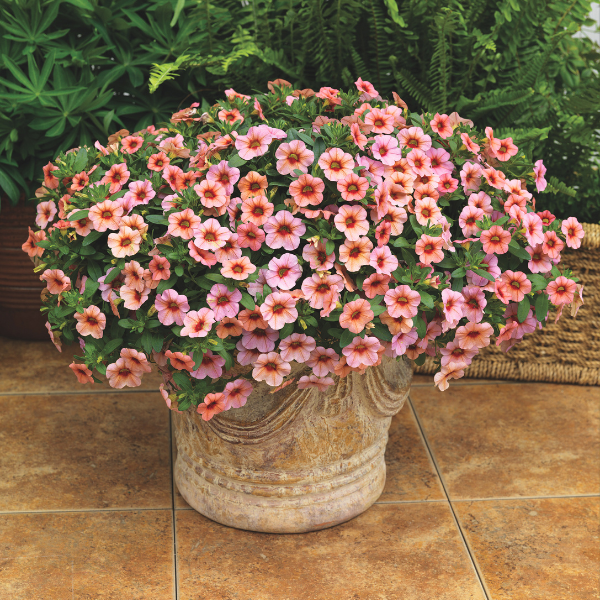 Calibrachoa hybrida 'Callie Mango'