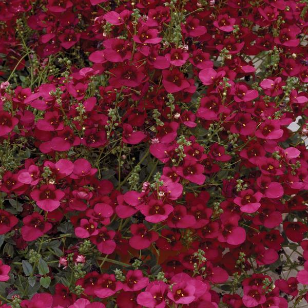 Diascia barberae 'Darla Red'