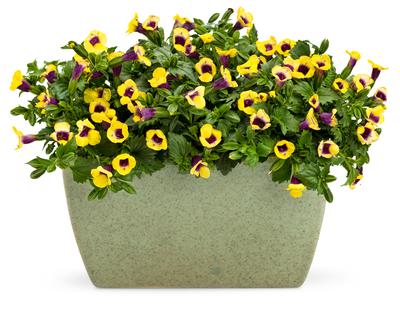 Torenia hybrida 'Catalina Gilded Grape'