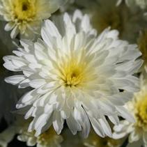 Mum chrysanthemum x morifolium 'Bertha White'