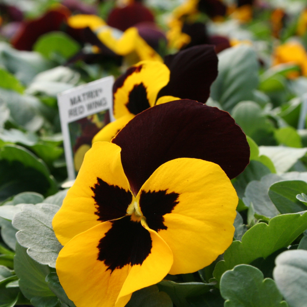 Pansy viola x wittrockiana 'Matrix Red Wing'