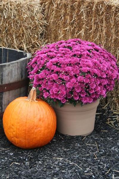 Mum chrysanthemum x morifolium 'Wanda Purple'