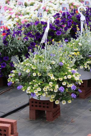 Spring Combo 'Combo #04'