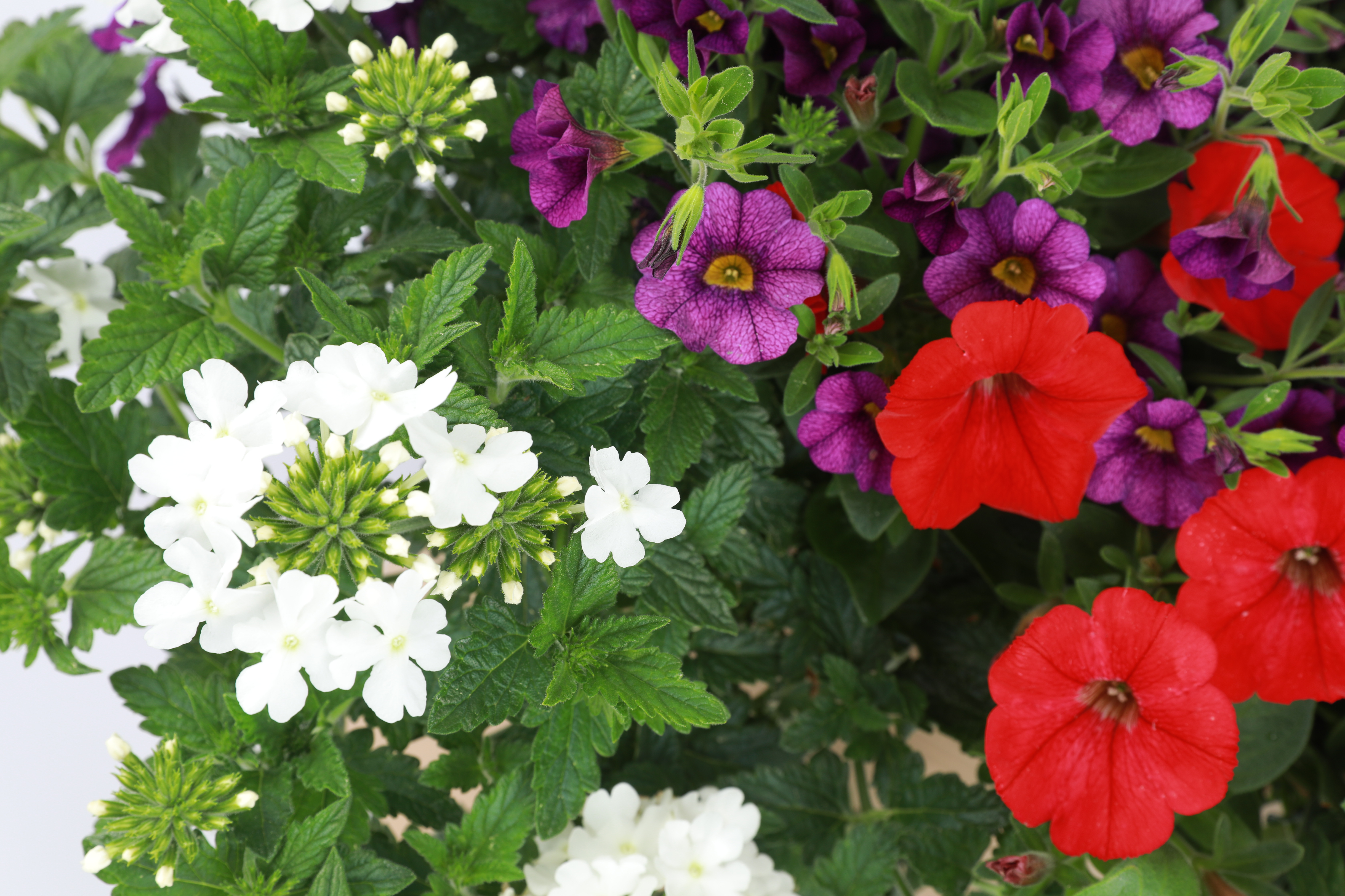 Spring Combo 'Combo #12'