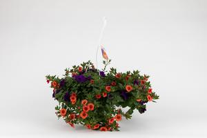 Spring Combo 'Combo #18'