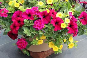 Spring Combo 'Combo #19'