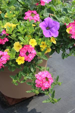 Spring Combo 'Combo #21'