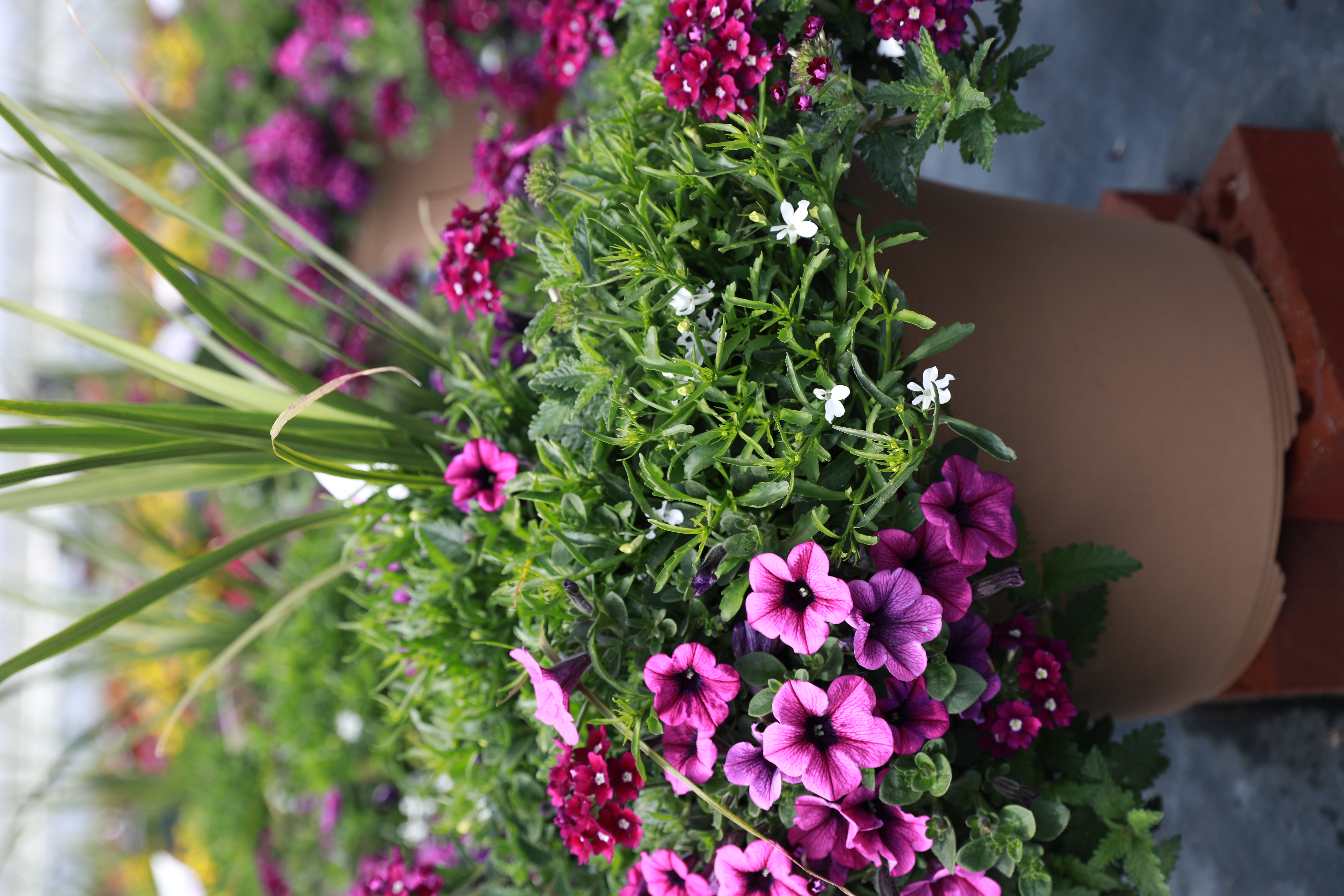 Spring Combo 'Combo #24'