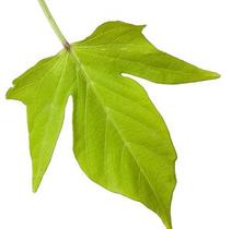 Ipomoea batatas 'Sweet Caroline Light Green'