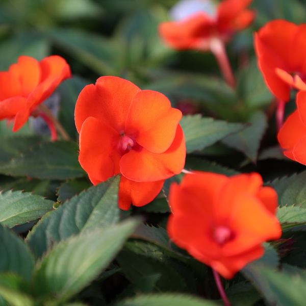 SunPatiens hybrida 'Compact Electric Orange'