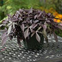 Ipomoea batatas 'Bright Ideas Black'