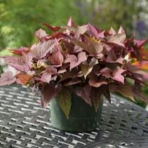 Ipomoea batatas 'Bright Ideas Rusty Red'