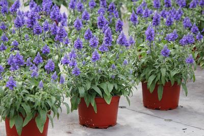 Salvia farinacea 'Velocity Blue'