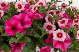 Spring Combo 'Combo #34'