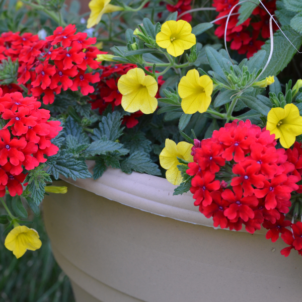 Summer Combos - TP 'Combo #03'