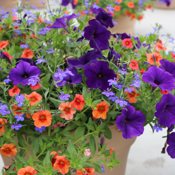 Summer Combos - TP 'Combo #04'