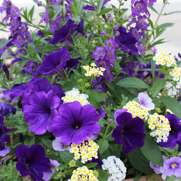 Summer Combos - TP 'Combo #05'