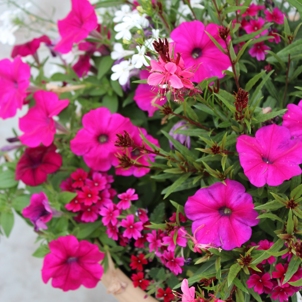 Summer Combos - TP 'Combo #07'