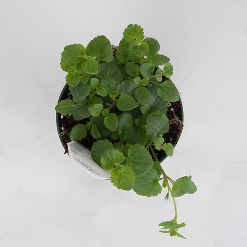 Bacopa sutera cordata 'Snowstorm Giant Snowflake'
