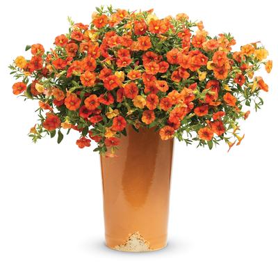 Calibrachoa hybrida 'Superbells Dreamsicle'