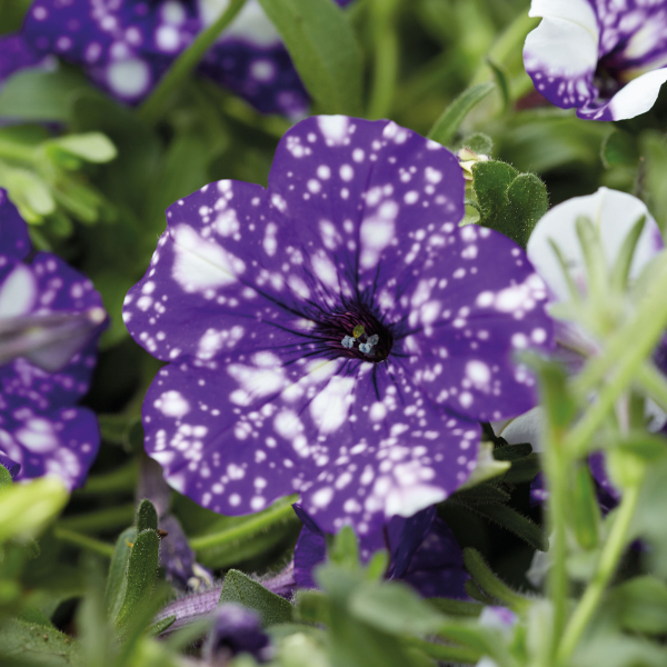Petunia hybrida 'Headliner Night Sky'