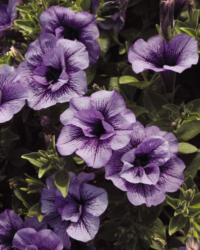 Petunia hybrida 'Supertunia Priscilla'