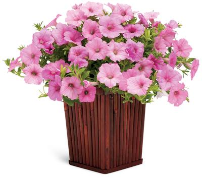 Petunia hybrida 'Supertunia Vista Bubblegum'