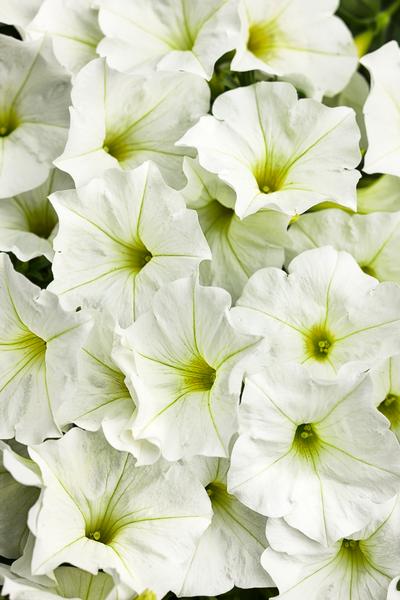 Petunia hybrida 'Supertunia White'