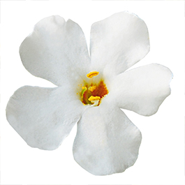 Bacopa suerta cordata 'Bahia White'