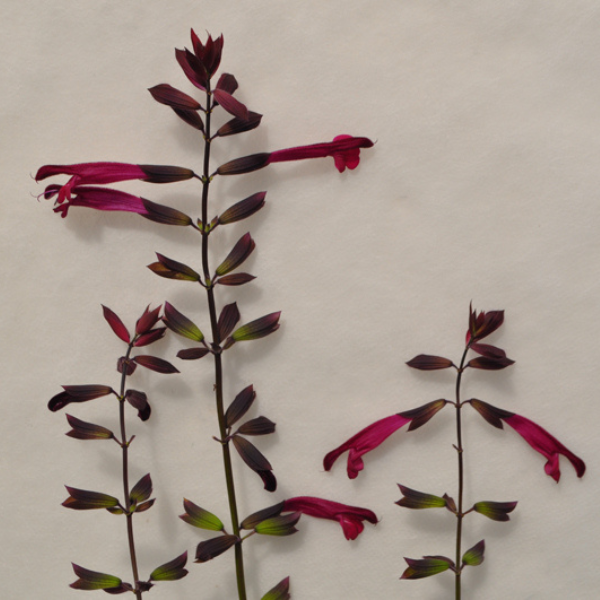 Salvia buchananii 'Fashion Burgundy'