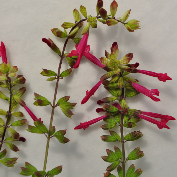 Salvia buchananii 'Fashion Cherry'