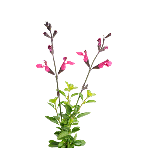 Salvia buchananii 'VIBE Ignition Fuchsia'