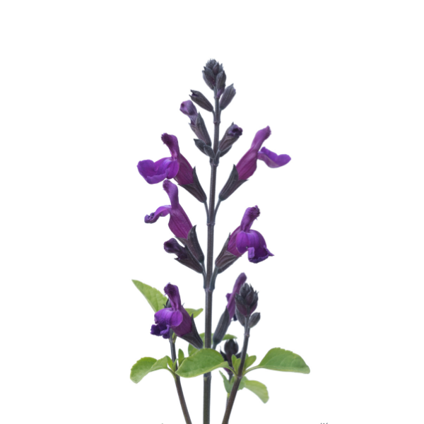 Salvia buchananii 'VIBE Ignition Purple'