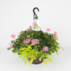 Spring Combo 'Shade Combo #1'