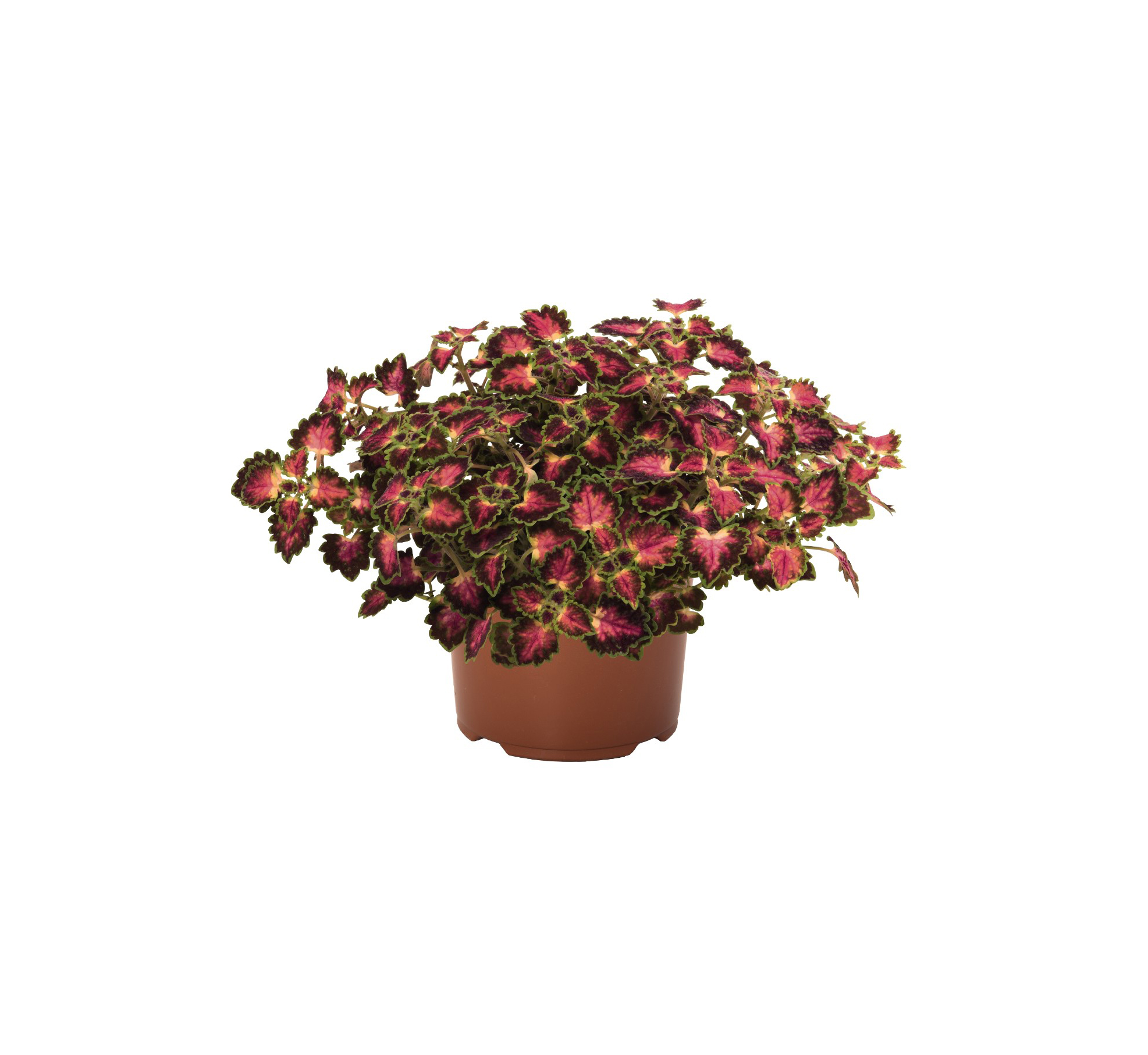 Spring Combo 'Combo #38'