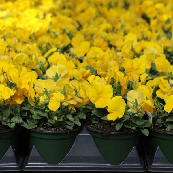 Pansy viola x wittrockiana 'Matrix Yellow'