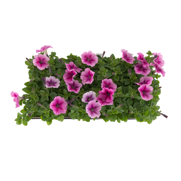 Petunia hybrida 'Madness Sugar'