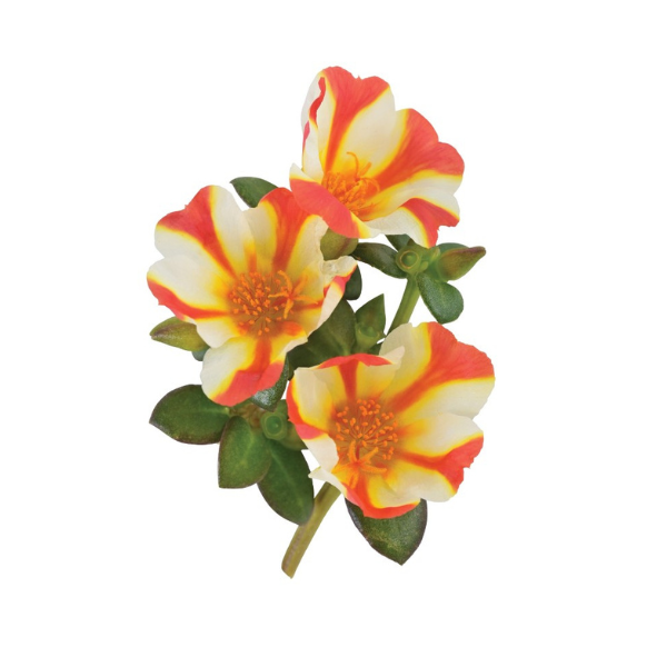 Portulaca oleracea 'Cupcake Orange Touch'