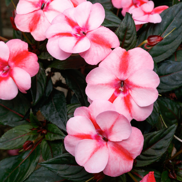 SunPatiens hybrida 'Vigorous Peach Candy'