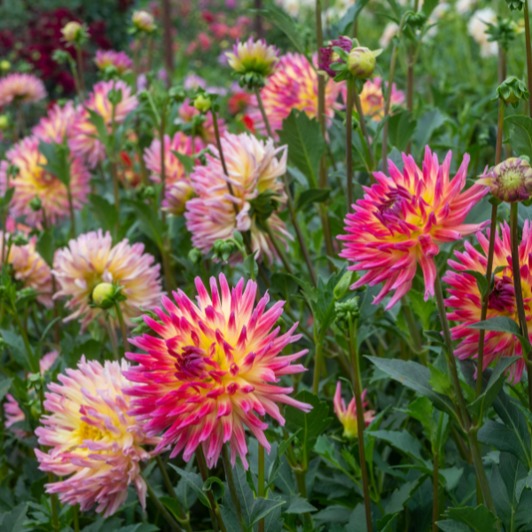 Dahlias Cut hybrida 'Karma Sangria Pink Yellow Bicolor'