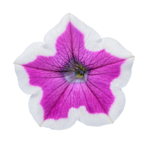Petunia hybrida 'Supertunia Hoopla Vivid Orchid'