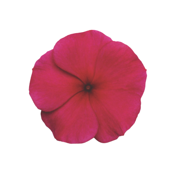 Vinca catharanthus roseus 'Titan Burgundy'